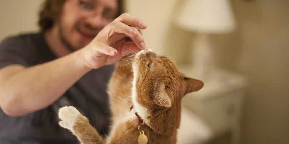 Petiscos para gatos, gato laranja recebendo treino com petiscos.