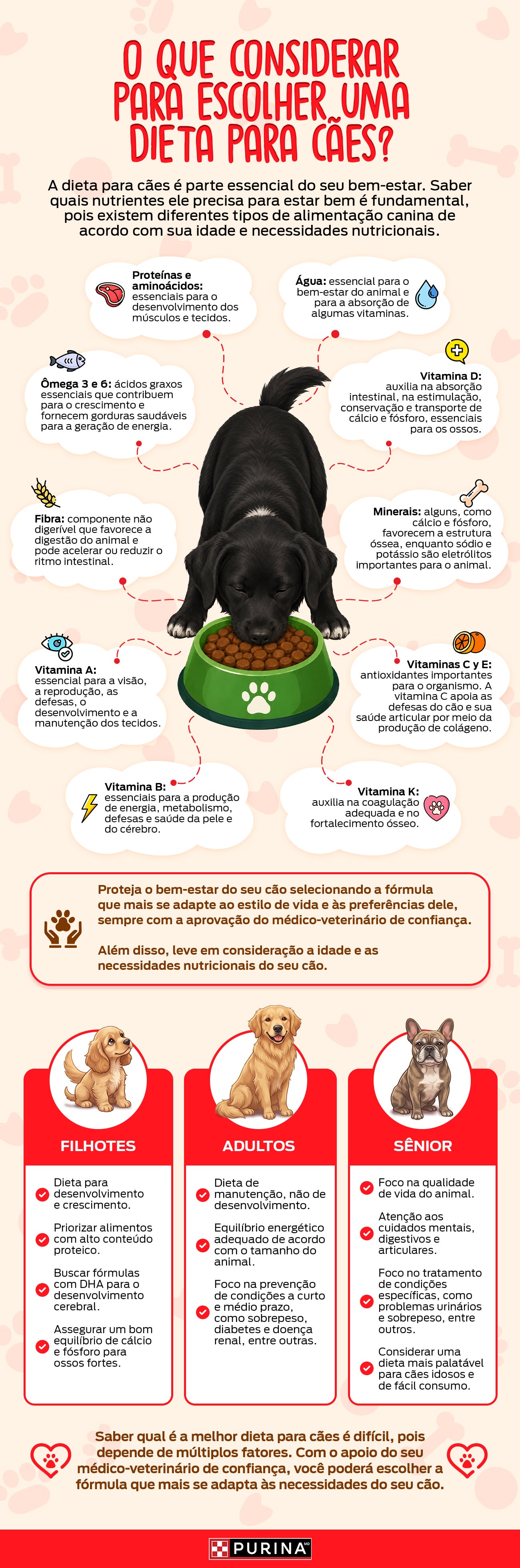 Dieta para cachorro - infografia