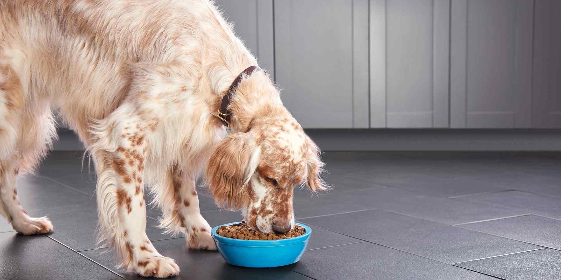 Entenda quais são os nutrientes essenciais de uma dieta para cachorro ideal