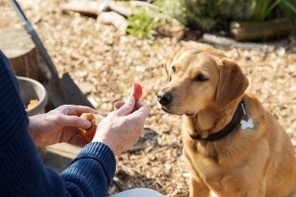 Fibra para cachorros, cachorro comendo maçã das mãos do tutor.