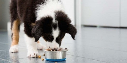 Benefícios da fibra para cachorros e sua saúde digestiva