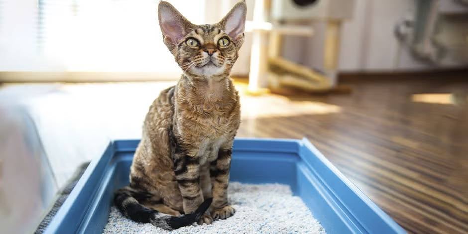 Fibra para gatos, Gato em uma caixa de areia com o rosto virado para a frente. 