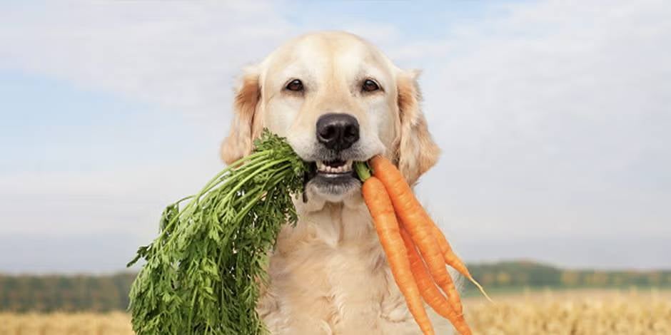 Nutrição holística para cães e gatos, cachorro com cenouras na boca.