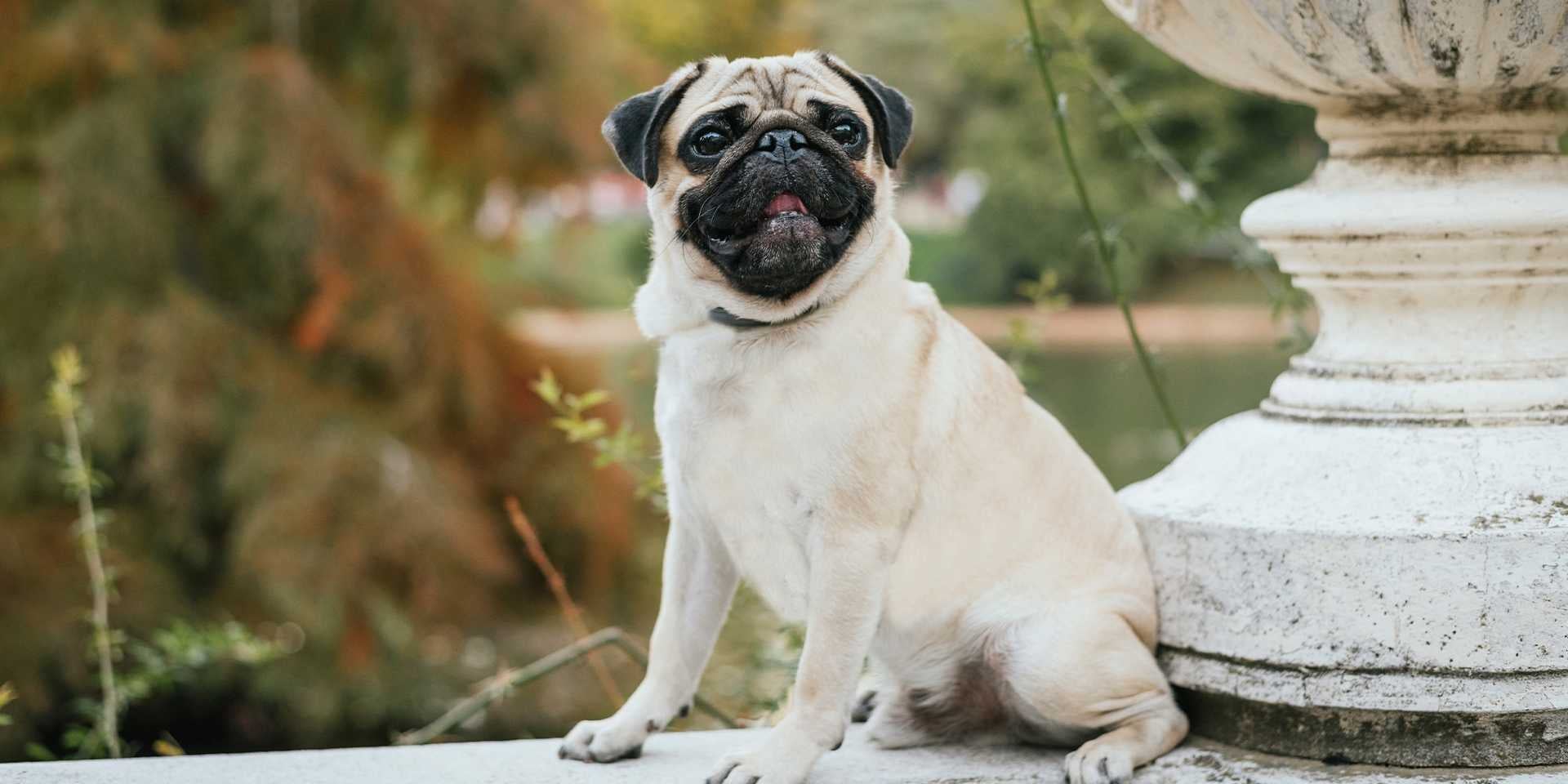 Ração cães de raças pequenas, Pug no parque olhando para frente.
