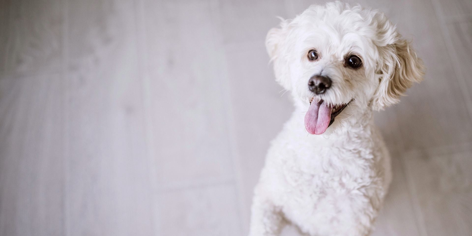 Ração cães de raças pequenas, poodle blanco com a lingua fora