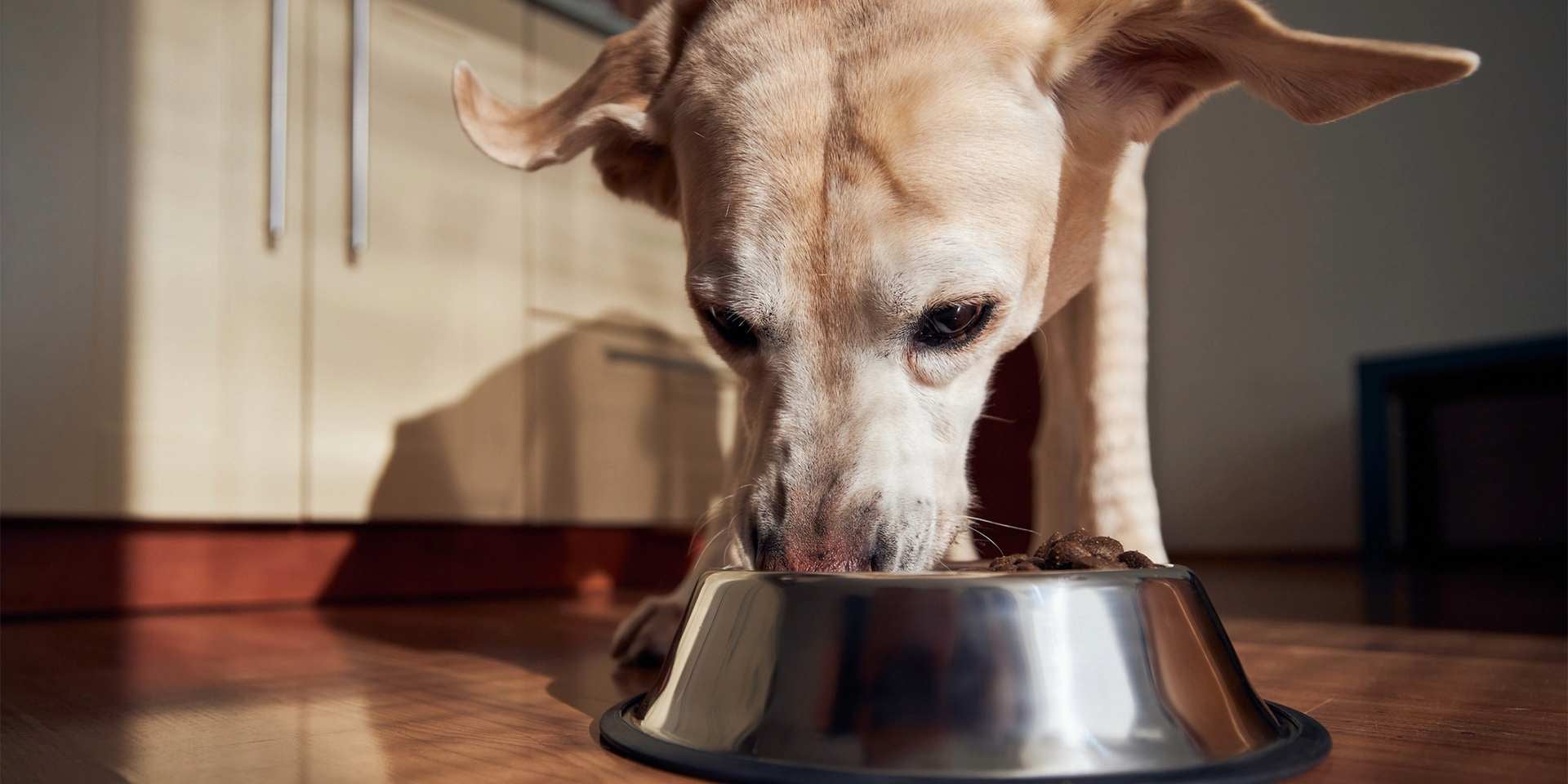 Ração hipoalergênica para cães, cachorro idoso comendo da tigela
