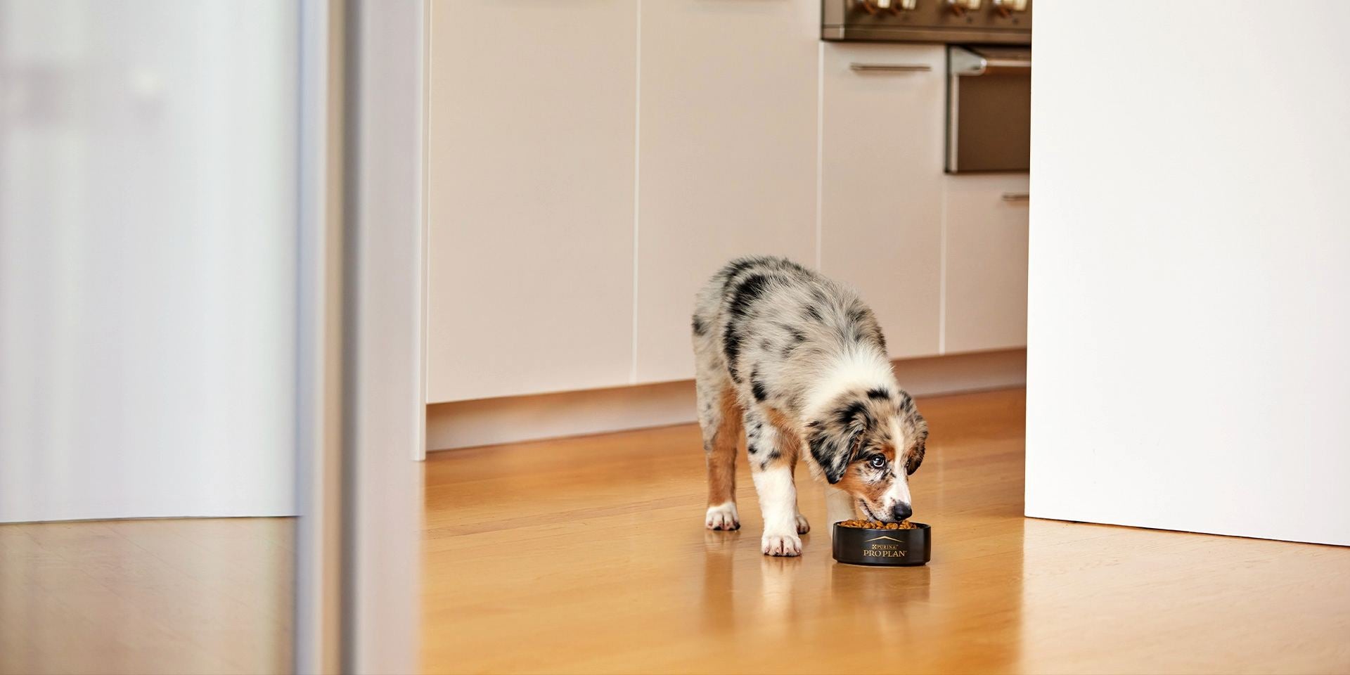 Ração hipoalergênica para cães