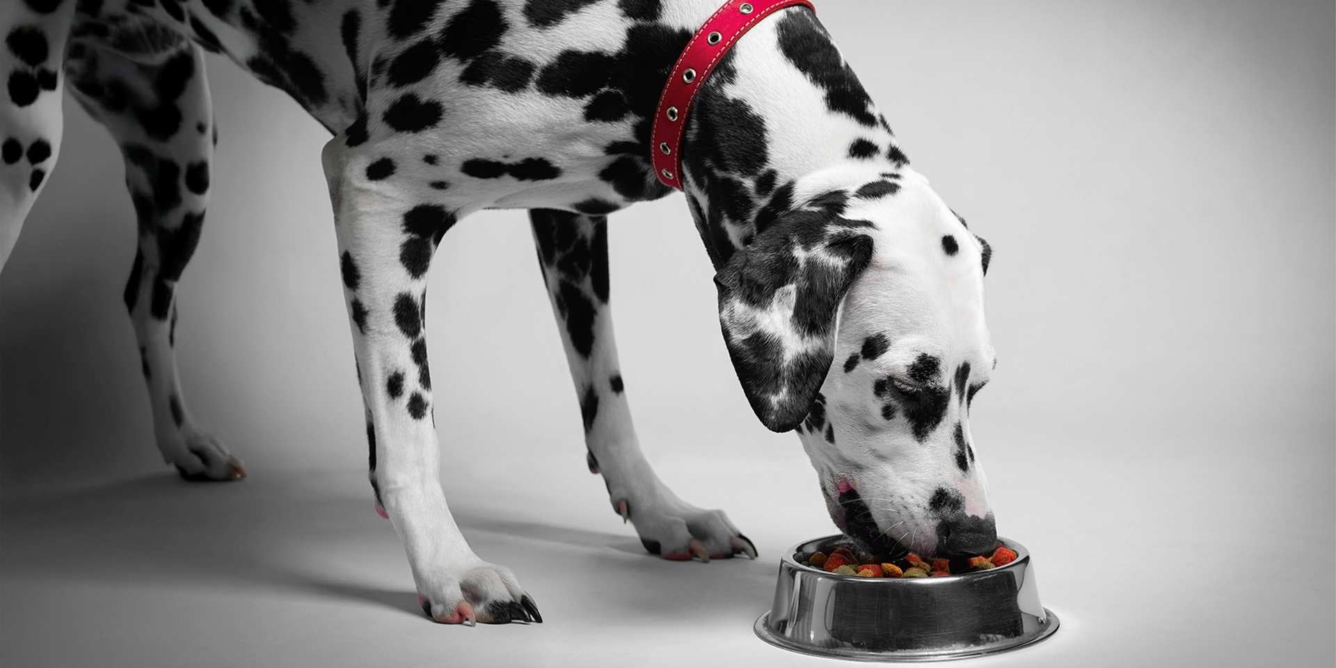 Dalmata comendo Ração para cachorro castrado