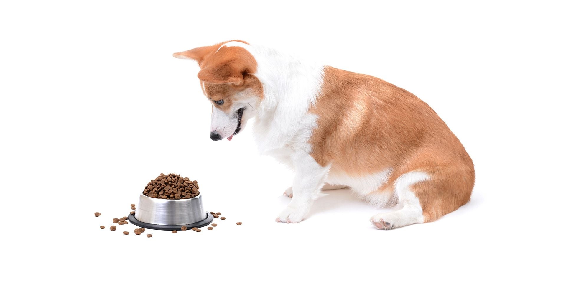 Ração para cachorro castrado, cachorro olhando para a tigela cheia.  