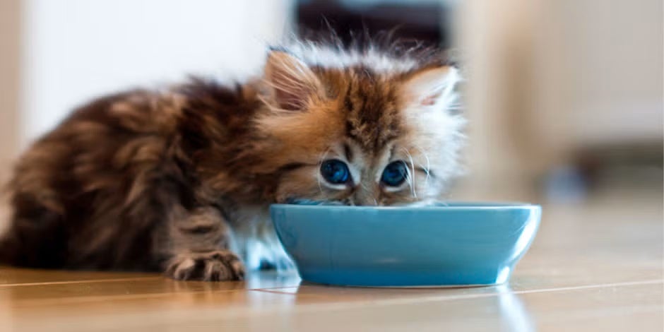 Ração premium para gatos, filhote comendo de tigela azul