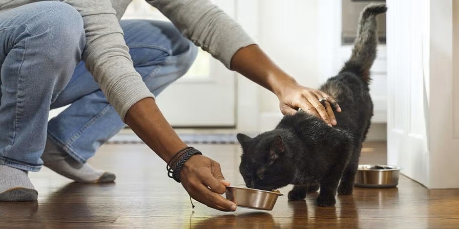 Como escolher a melhor ração premium para gatos e garantir saúde?