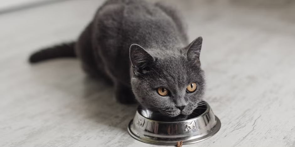 Sachê para gatos: o que é, benefícios e como oferecer da forma certa