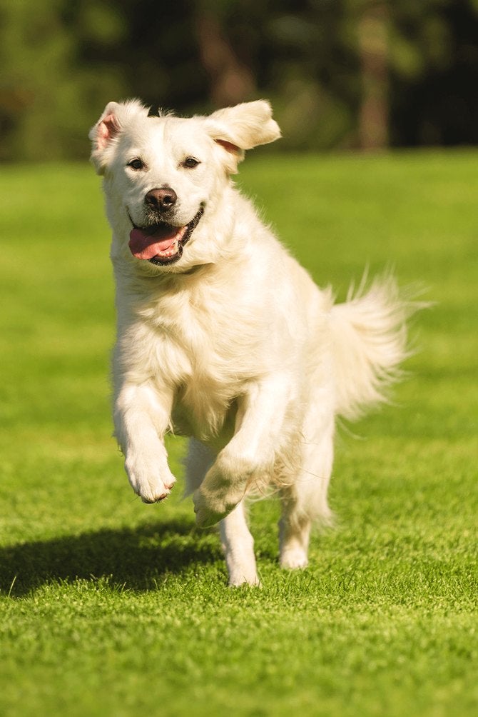 Cão adulto de porte grande correndo na grama