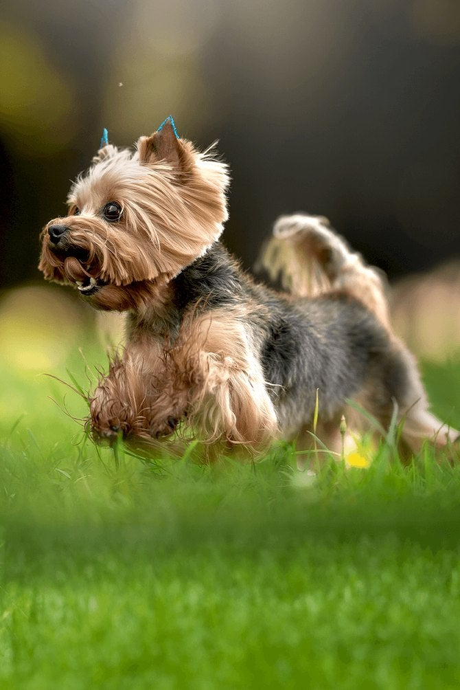 Cão adulto de porte pequeno correndo na grama