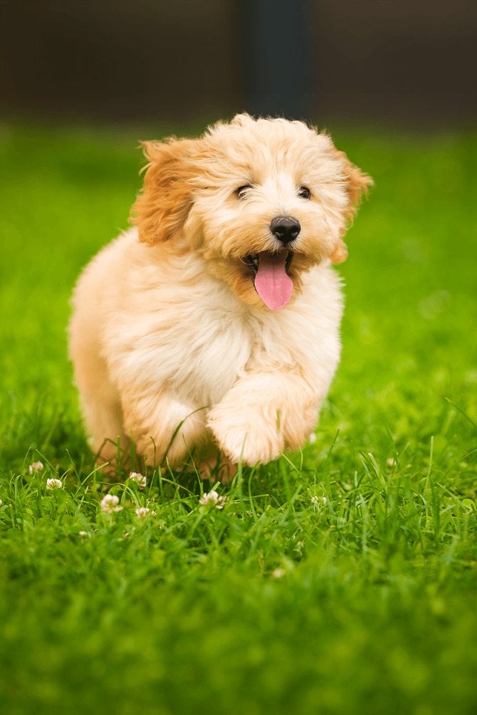 Filhote de cachorro correndo na grama