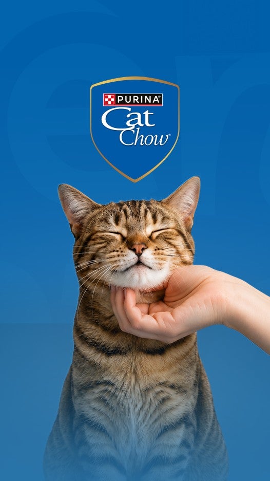 Gato recebendo carinho no queixo, com o logo Purina Cat Chow