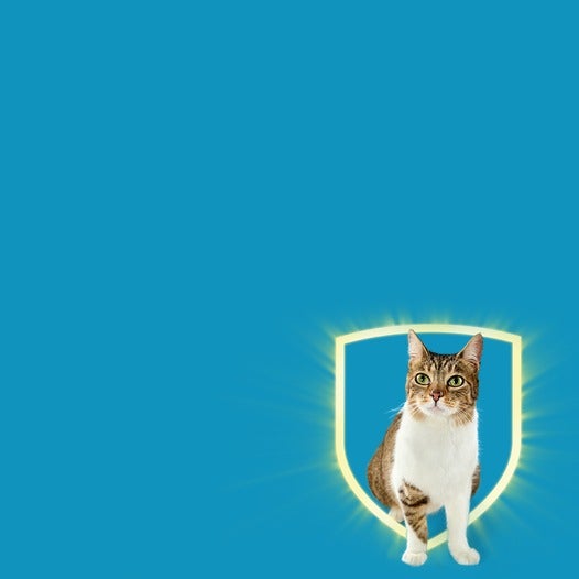 Gato rajado e branco sentado dentro de um escudo luminoso, sobre fundo azul