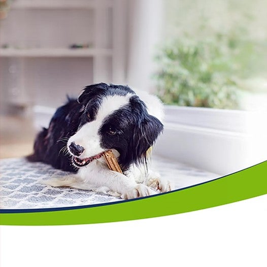 Cão border collie mastigando um petisco Purina® DentaLife® em casa