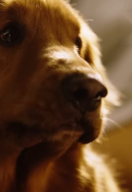 Alt Placeholder