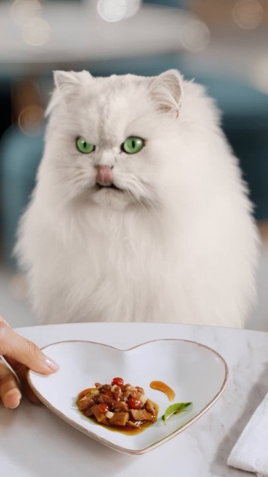 Gato persa branco à mesa diante de um prato em formato de coração
