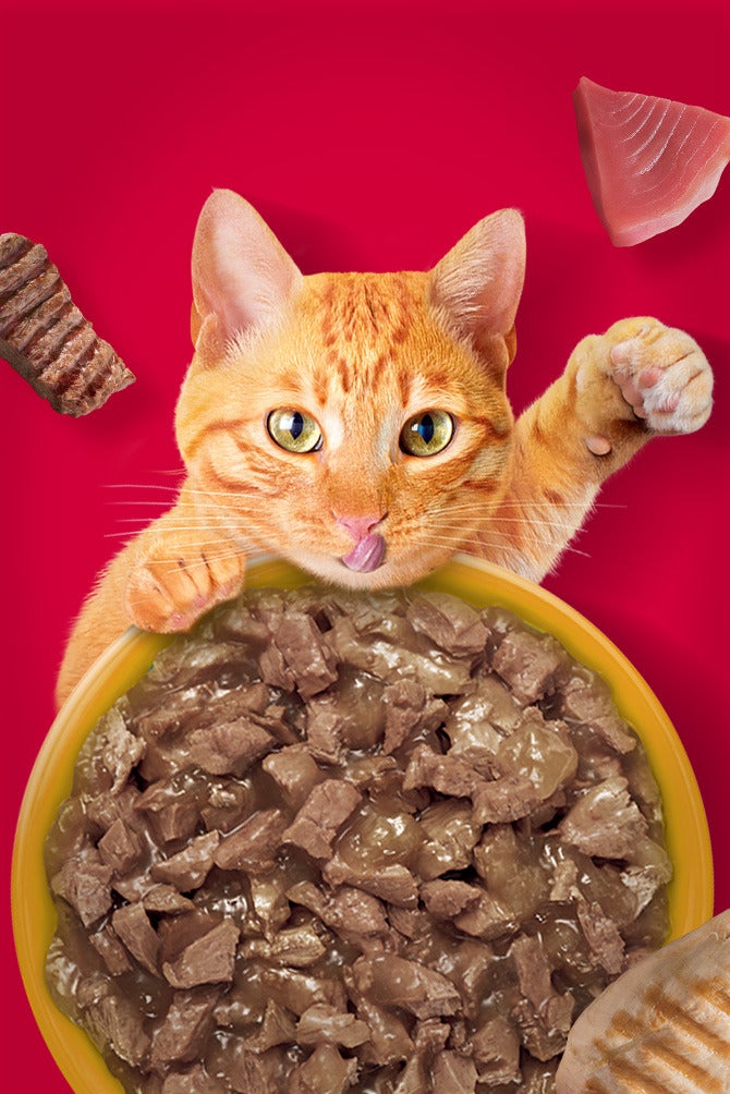 Gato laranja apoiado em um prato de alimento úmido em pedaços sobre fundo vermelho