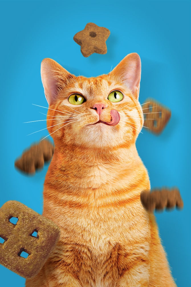 Gato laranja lambendo os lábios entre petiscos que voam sobre fundo azul