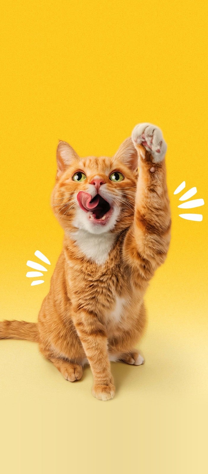 Gato laranja com a pata levantada lambendo os lábios sobre fundo amarelo