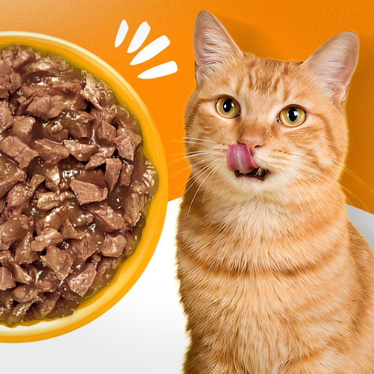 Gato laranja lambendo os lábios ao lado de um prato de alimento úmido