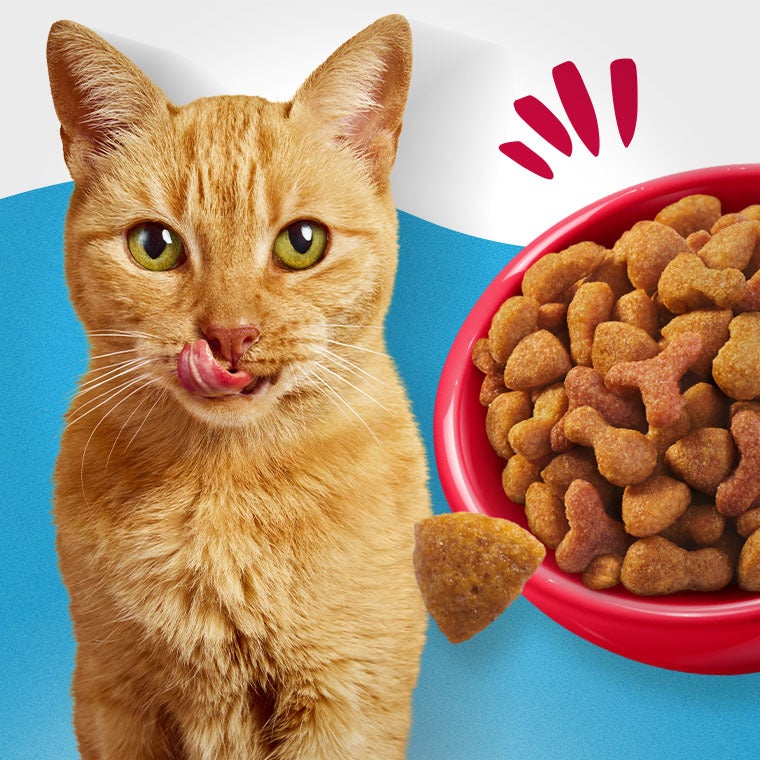 Gato laranja lambendo o focinho ao lado de uma tigela vermelha com ração seca