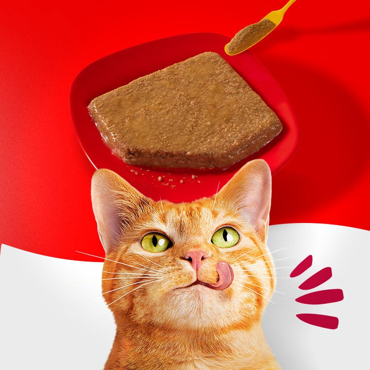 Gato laranja olhando para um patê servido em um prato vermelho