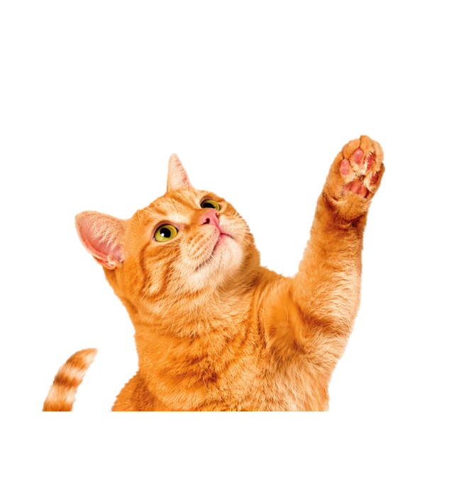 Gato laranja com a pata levantada