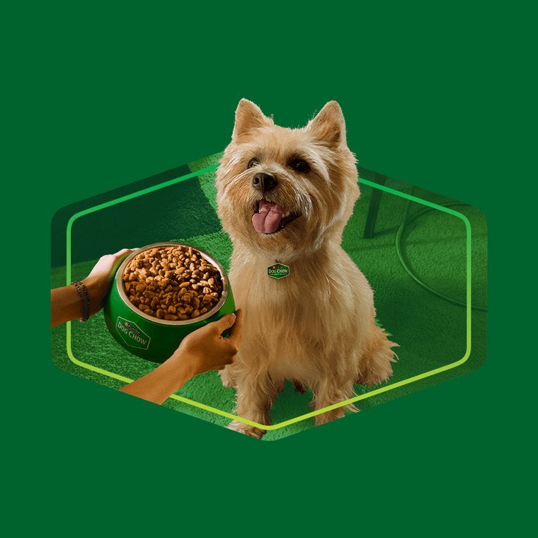 Cão sentado ao lado de um pote de Dog Chow servido pelo tutor