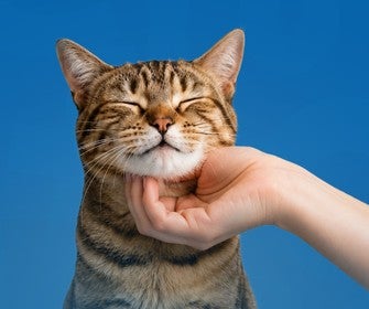 Gato recebendo carinho no queixo