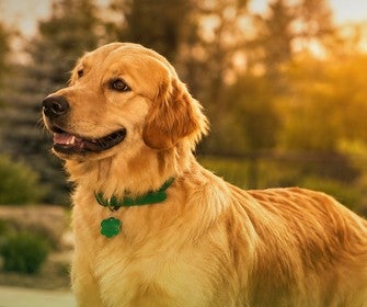 Cão golden retriever ao ar livre