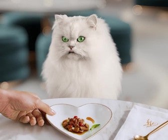 Gato branco diante de um prato com alimento úmido