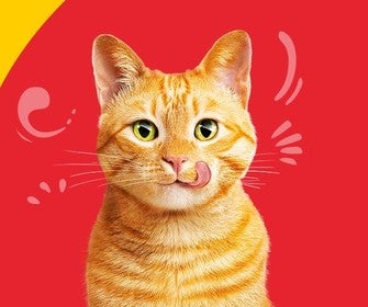Gato laranja lambendo os lábios