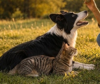 Cão e gato na grama com sua tutora