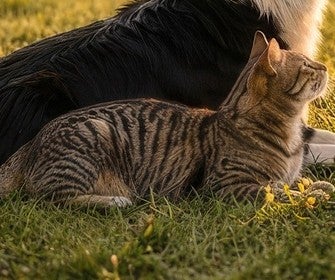 Gato deitado na grama ao lado de um cão