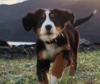 Filhote de cão correndo no campo