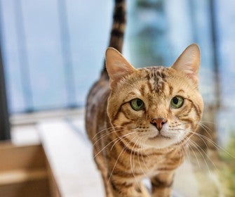 Gato caminhando em direção à câmera