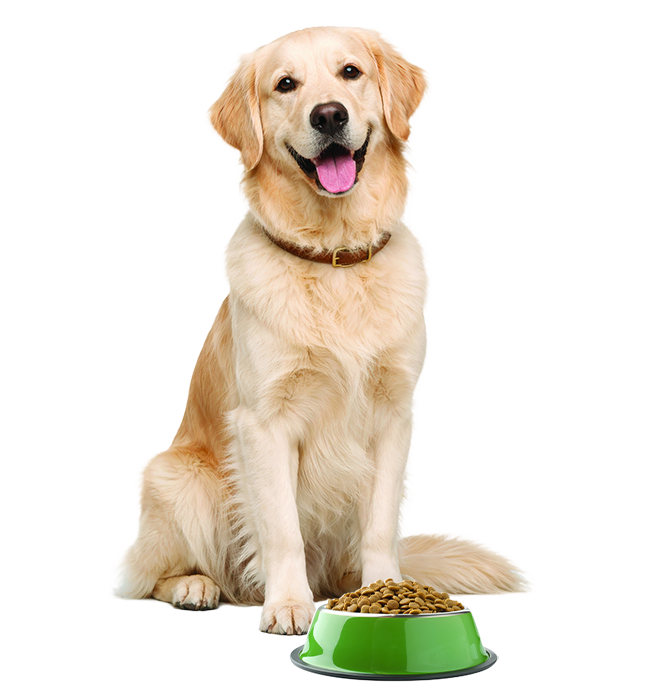 Cão golden retriever sentado ao lado de um pote de ração Dog Chow