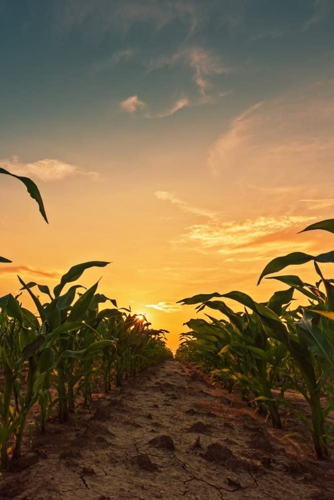 Plantação de milho ao pôr do sol