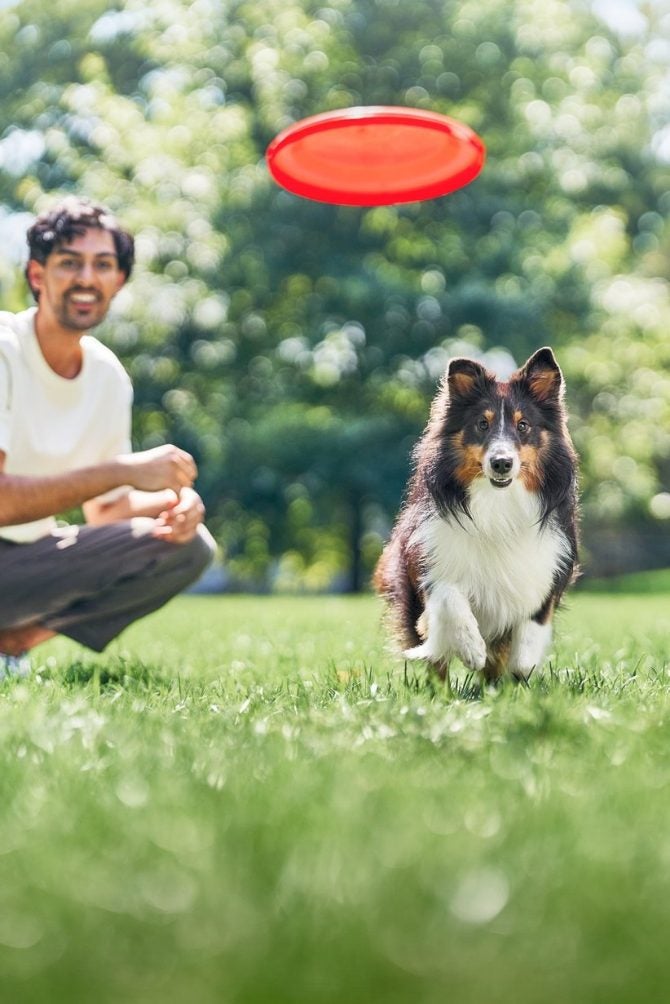Homem brinca de frisbee com seu cachorro no parque