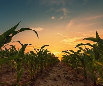 Plantação de milho ao pôr do sol