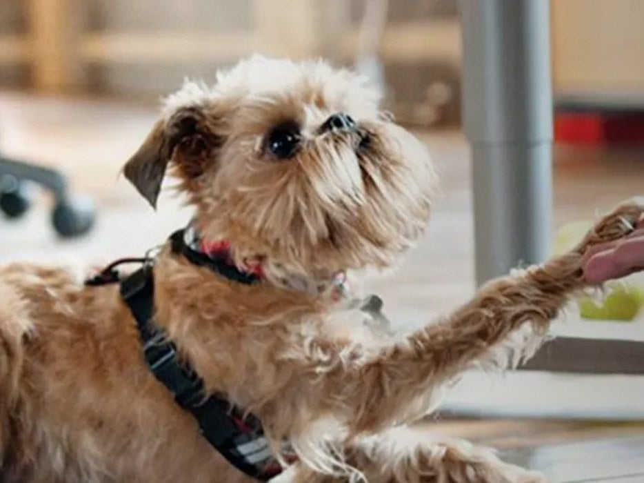 Cachorro dá a pata para uma pessoa no escritório