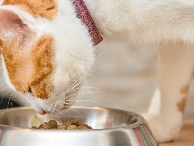 Gato comendo ração em um pote de inox
