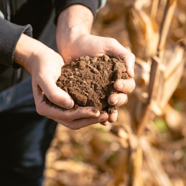 Mãos segurando terra fértil
