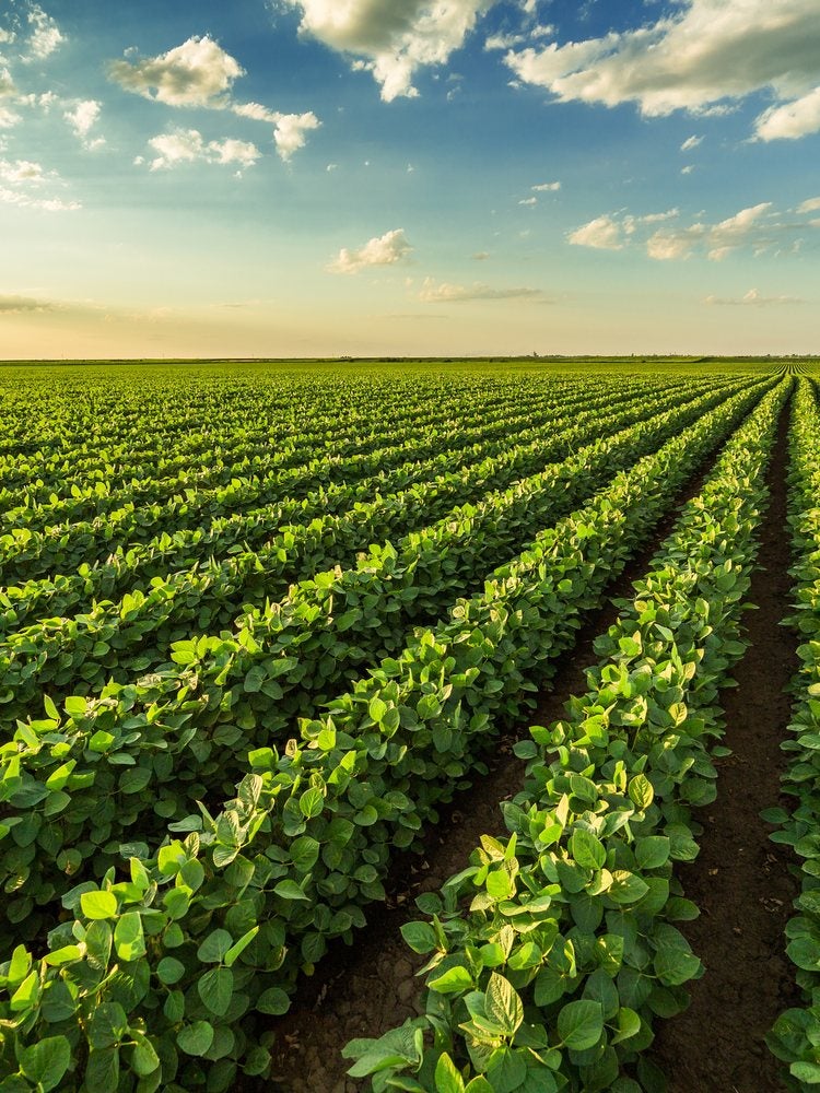 Plantação de soja até o horizonte