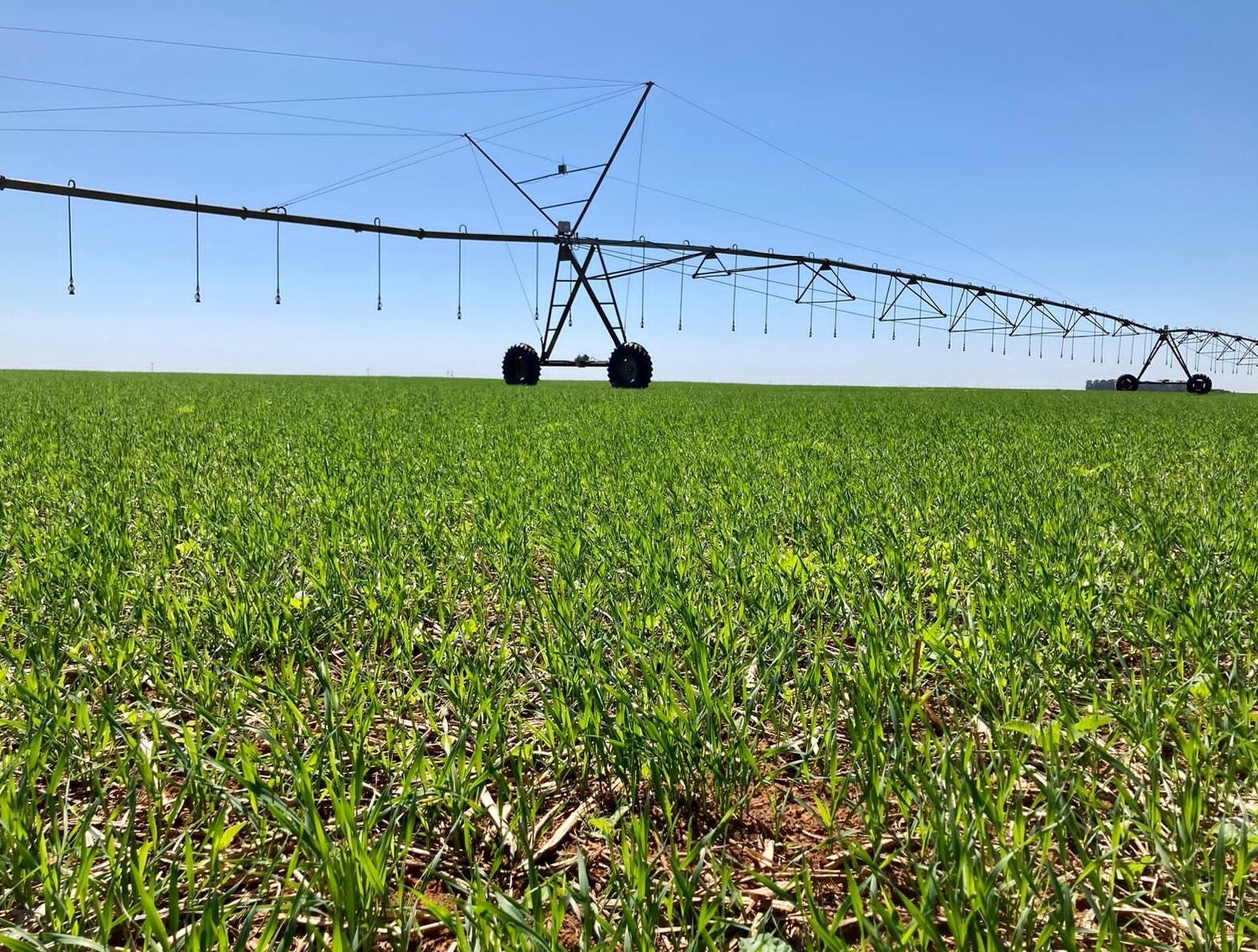 Pivô de irrigação sobre uma plantação