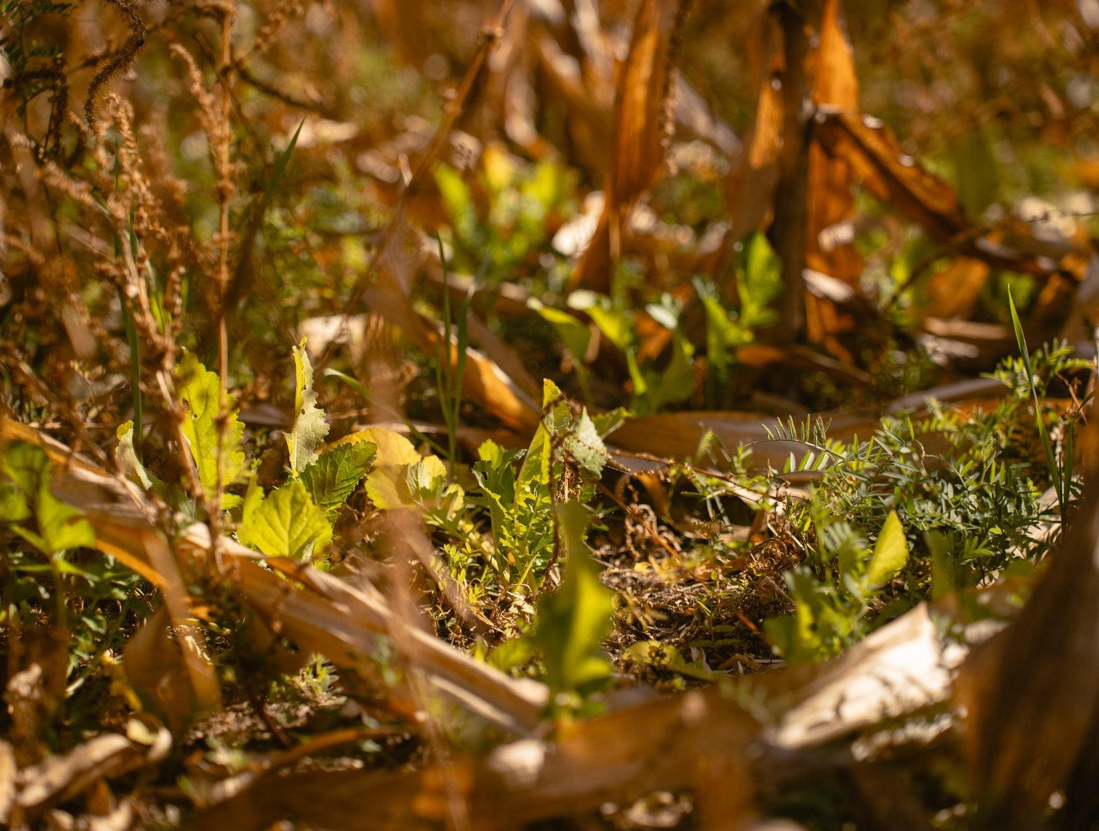 Palhada de milho e plantas novas no solo